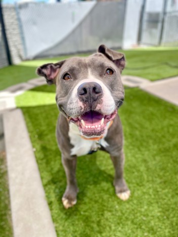 No-Kill Community SLC